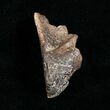 Large Worn Triceratops Tooth - #4458-2